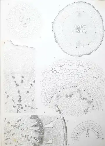 BOTANIK ZOOLOGIE 1887 ENTOMOLOGIE PHYSIK Verhandlungen der Kaiserlichen