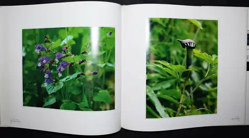 Shinzo Maeda - The realm of color - Erstausgabe 1988 - Blumen - Japan