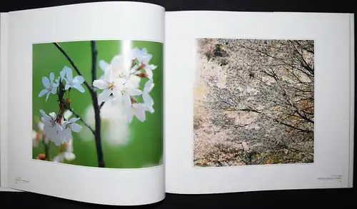 Shinzo Maeda - The realm of color - Erstausgabe 1988 - Blumen - Japan