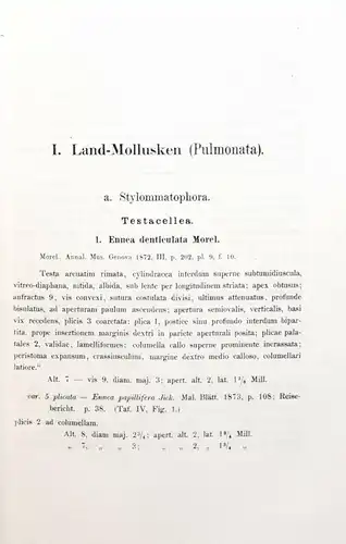 MUSCHELN MOLLUSKEN AFRIKA 1874 Jickeli, Fauna der Land- und Süsswasser