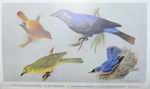 HUGH WHISTLER - POPULAR HANDBOOK OF INDIAN BIRDS - 1949 - ORNITHOLOGIE - VÖGEL