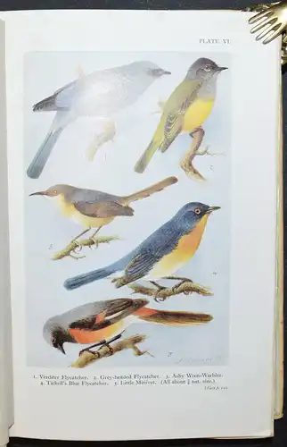 HUGH WHISTLER - POPULAR HANDBOOK OF INDIAN BIRDS - 1949 - ORNITHOLOGIE - VÖGEL