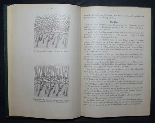 Schmitt, Berufskunde für Friseure und Perücken-macher - Haare - 1926