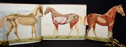 Lampe, Illustrierte Tierheilkunde 1899 TIERHEILKUNDE TIERKRANKHEITEN