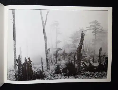 Richard Long, North woods - 1977 - SELTENER FRÜHER KATALOG