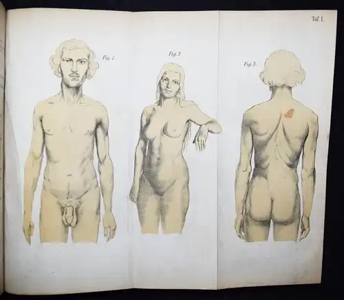 Harless, Lehrbuch der plastischen Anatomie - 1856 - ANATOMIE