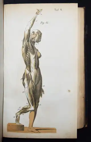 Harless, Lehrbuch der plastischen Anatomie - 1856 - ANATOMIE