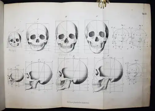 Harless, Lehrbuch der plastischen Anatomie - 1856 - ANATOMIE