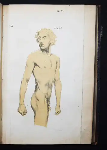 Harless, Lehrbuch der plastischen Anatomie - 1856 - ANATOMIE