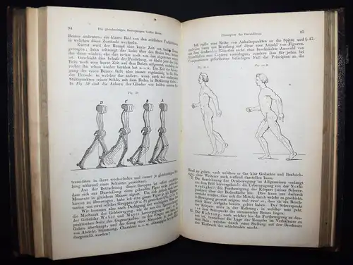 Harless, Lehrbuch der plastischen Anatomie - 1856 - ANATOMIE