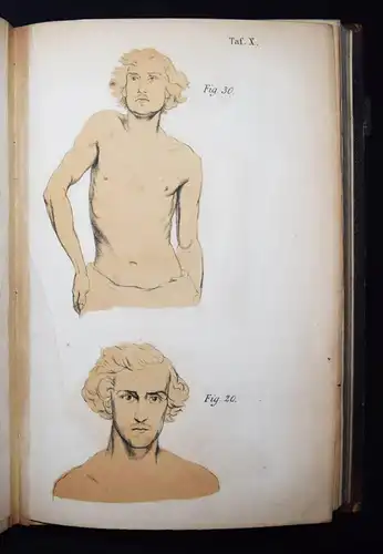 Harless, Lehrbuch der plastischen Anatomie - 1856 - ANATOMIE