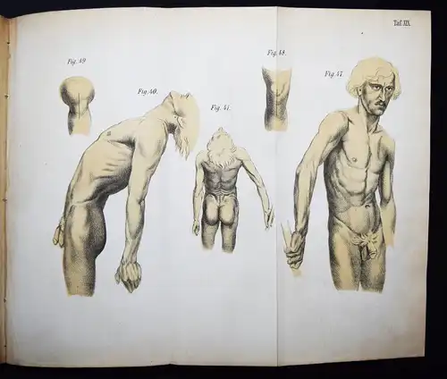 Harless, Lehrbuch der plastischen Anatomie - 1856 - ANATOMIE