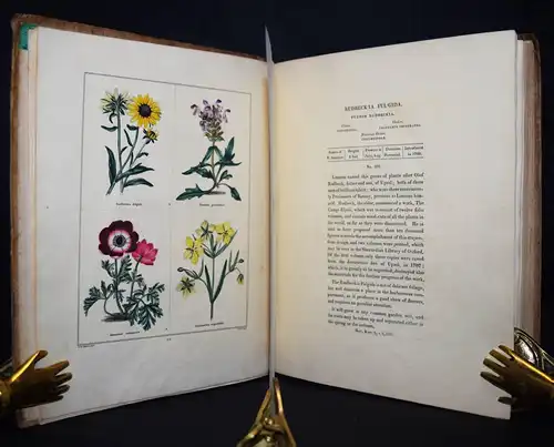 Maund. The botanic garden. London, 1827 BOTANY HANDCOLORED FLOWERS BOTANIK