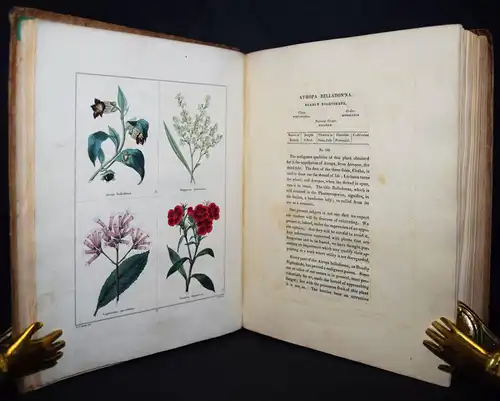 Maund. The botanic garden. London, 1827 BOTANY HANDCOLORED FLOWERS BOTANIK