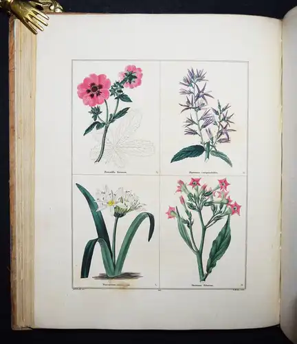 Maund. The botanic garden. London, 1827 BOTANY HANDCOLORED FLOWERS BOTANIK