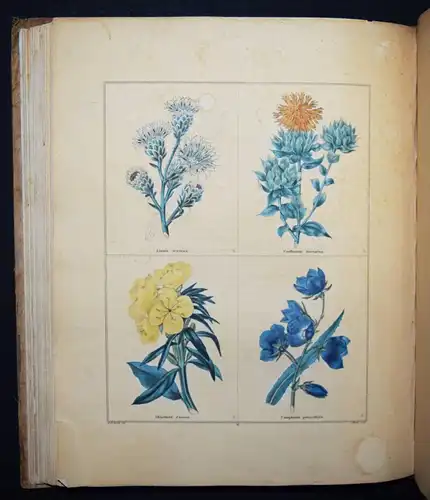 Maund. The botanic garden. London, 1827 BOTANY HANDCOLORED FLOWERS BOTANIK