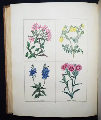 Maund. The botanic garden. London, 1827 BOTANY HANDCOLORED FLOWERS BOTANIK