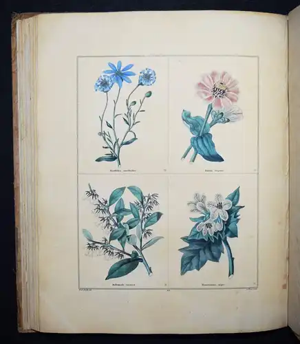 Maund. The botanic garden. London, 1827 BOTANY HANDCOLORED FLOWERS BOTANIK