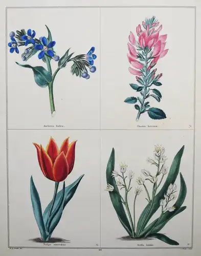 Maund. The botanic garden. London, 1827 BOTANY HANDCOLORED FLOWERS BOTANIK