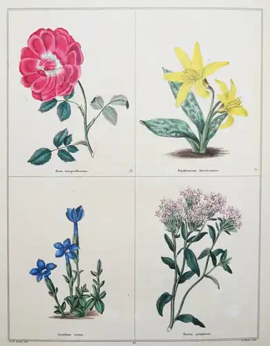 Maund. The botanic garden. London, 1827 BOTANY HANDCOLORED FLOWERS BOTANIK