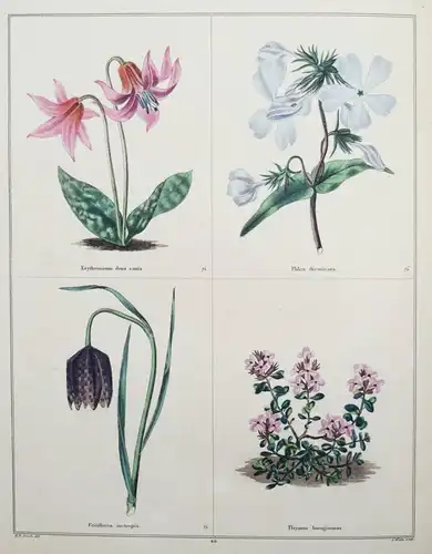 Maund. The botanic garden. London, 1827 BOTANY HANDCOLORED FLOWERS BOTANIK