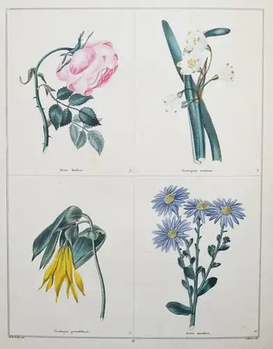 Maund. The botanic garden. London, 1827 BOTANY HANDCOLORED FLOWERS BOTANIK