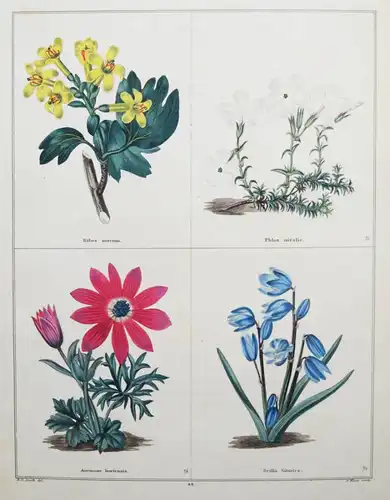 Maund. The botanic garden. London, 1827 BOTANY HANDCOLORED FLOWERS BOTANIK