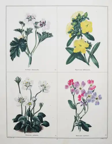 Maund. The botanic garden. London, 1827 BOTANY HANDCOLORED FLOWERS BOTANIK