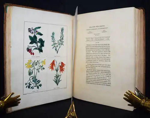 Maund. The botanic garden. London, 1827 BOTANY HANDCOLORED FLOWERS BOTANIK