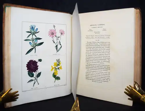 Maund. The botanic garden. London, 1827 BOTANY HANDCOLORED FLOWERS BOTANIK