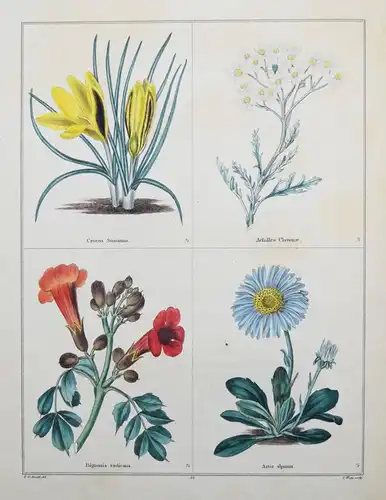 Maund. The botanic garden. London, 1827 BOTANY HANDCOLORED FLOWERS BOTANIK