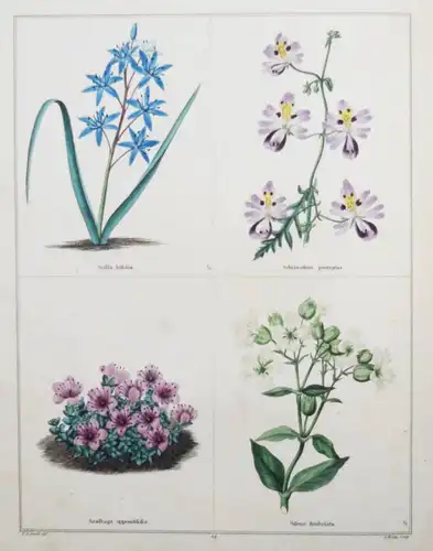 Maund. The botanic garden. London, 1827 BOTANY HANDCOLORED FLOWERS BOTANIK