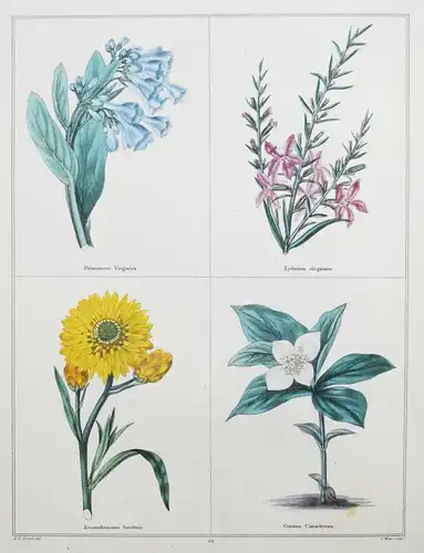 Maund. The botanic garden. London, 1827 BOTANY HANDCOLORED FLOWERS BOTANIK