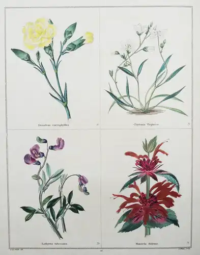 Maund. The botanic garden. London, 1827 BOTANY HANDCOLORED FLOWERS BOTANIK