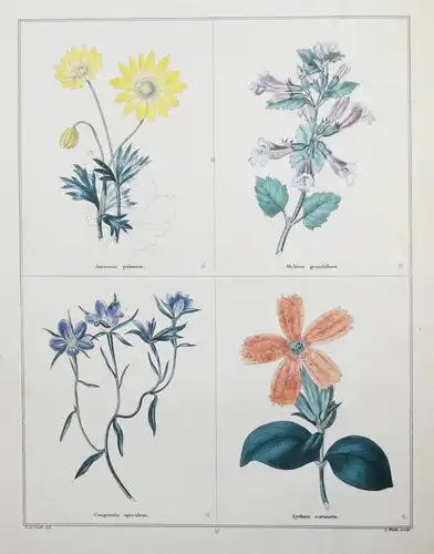 Maund. The botanic garden. London, 1827 BOTANY HANDCOLORED FLOWERS BOTANIK