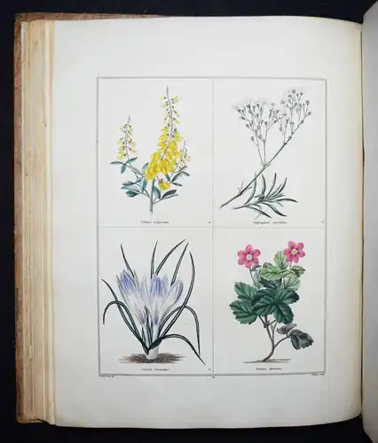 Maund. The botanic garden. London, 1827 BOTANY HANDCOLORED FLOWERS BOTANIK