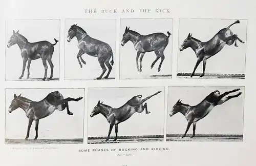 Muybridge, Animals in motion 1925 - KINEMATOGRAPHIE - CINEMATOGRAPHY - FILM