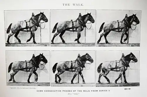 Muybridge, Animals in motion 1925 - KINEMATOGRAPHIE - CINEMATOGRAPHY - FILM