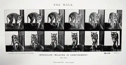 Muybridge, Animals in motion 1925 - KINEMATOGRAPHIE - CINEMATOGRAPHY - FILM