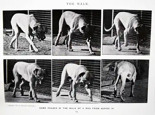 Muybridge, Animals in motion 1925 - KINEMATOGRAPHIE - CINEMATOGRAPHY - FILM