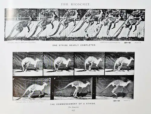 Muybridge, Animals in motion 1925 - KINEMATOGRAPHIE - CINEMATOGRAPHY - FILM