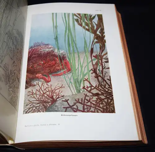 Hesse u. Doflein, Tierbau und Tierleben...1914 BIOLOGIE ZOOLOGIE ANATOMIE