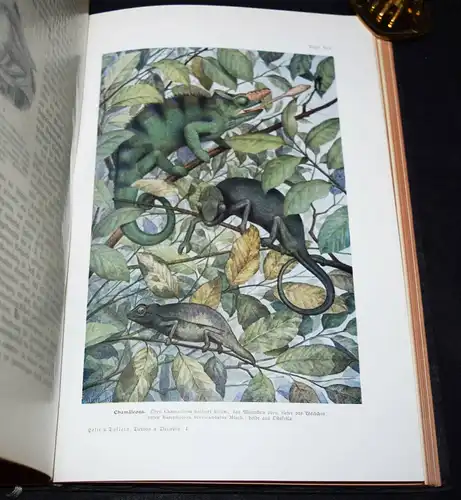 Hesse u. Doflein, Tierbau und Tierleben...1914 BIOLOGIE ZOOLOGIE ANATOMIE