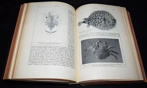 Hesse u. Doflein, Tierbau und Tierleben...1914 BIOLOGIE ZOOLOGIE ANATOMIE