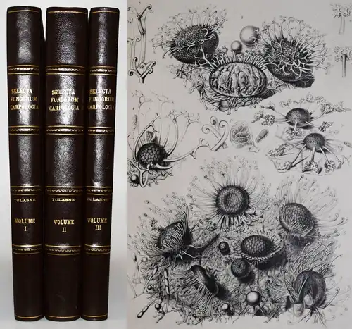 Tulasne, Selecta fungorum Carpologia 1931 Folio KARPOLOGIE ASCOMYCETES MYKOLOGIE