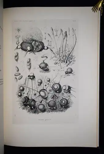 Tulasne, Selecta fungorum Carpologia 1931 Folio KARPOLOGIE ASCOMYCETES MYKOLOGIE