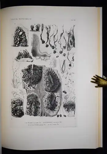 Tulasne, Selecta fungorum Carpologia 1931 Folio KARPOLOGIE ASCOMYCETES MYKOLOGIE