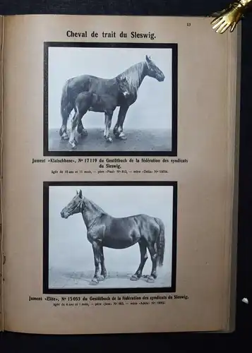 TIERRASSEN - PHOTOGRAPHIE PFERDE 1912 - Animaux domestiques races allemandes