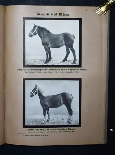 TIERRASSEN - PHOTOGRAPHIE PFERDE 1912 - Animaux domestiques races allemandes