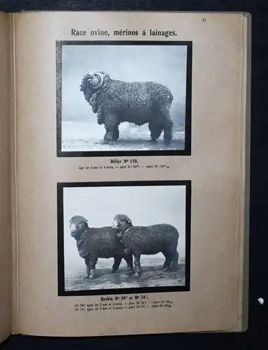 TIERRASSEN - PHOTOGRAPHIE PFERDE 1912 - Animaux domestiques races allemandes